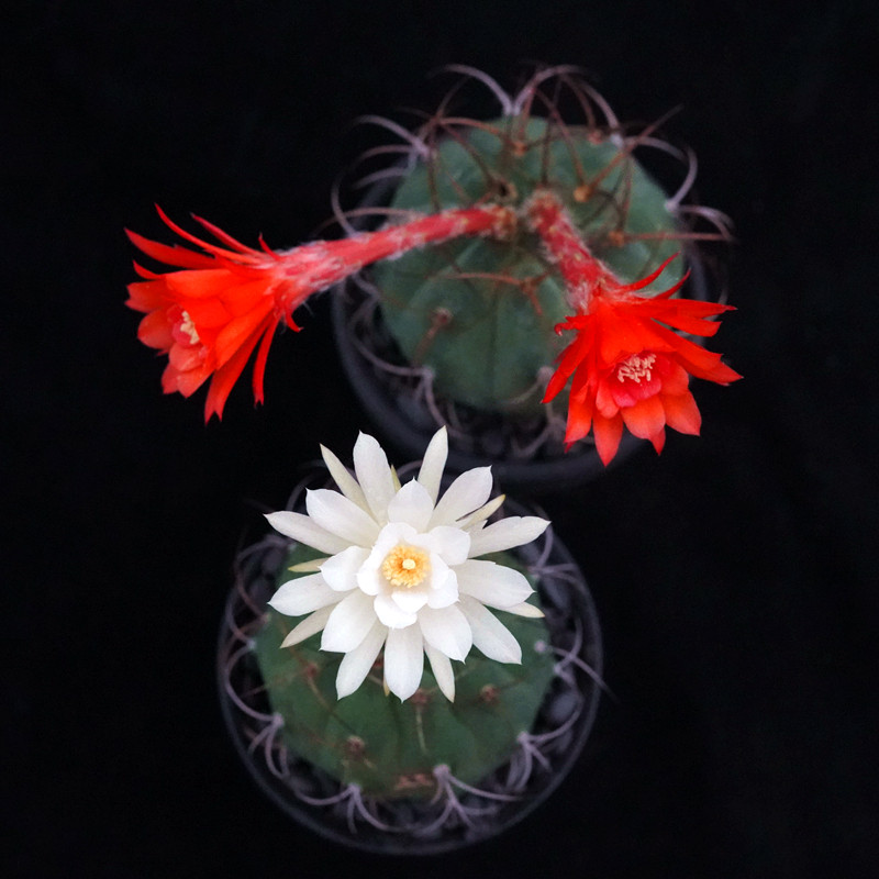 奇仙玉无仙人球实生一物一拍开花花红白花花丽多肉植物