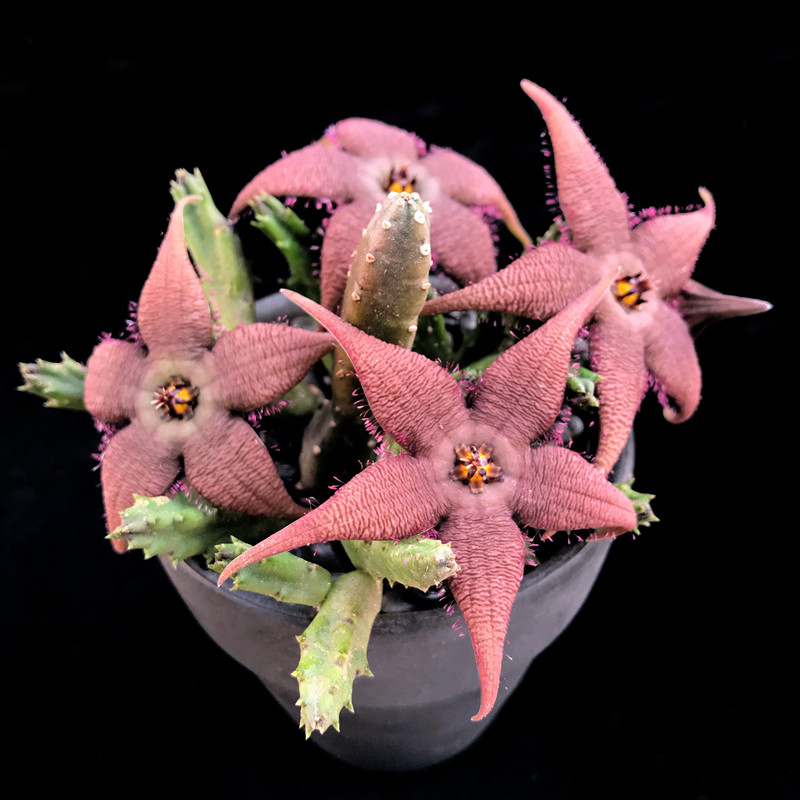 纹瓣犀角开花大花美花花丽奇异萝藦科奇趣多肉多肉植物