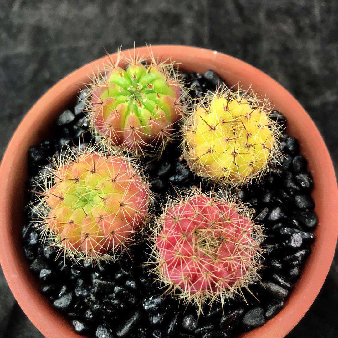 青王丸实生仙人球南国玉开大花丽花美花黄花品 多肉植物一物一拍