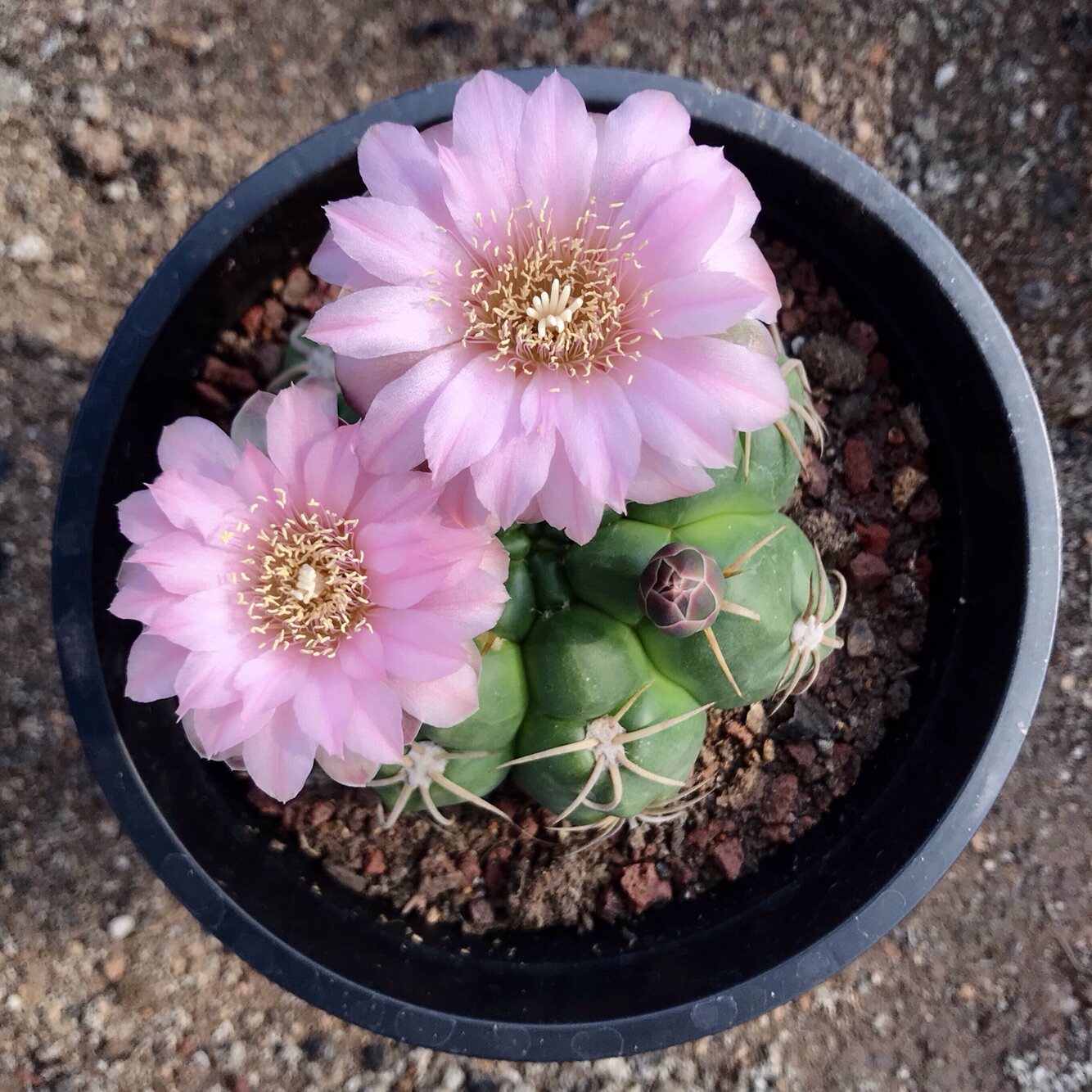 海王多肉植物实生浮刺趴刺一物一拍多肉植物