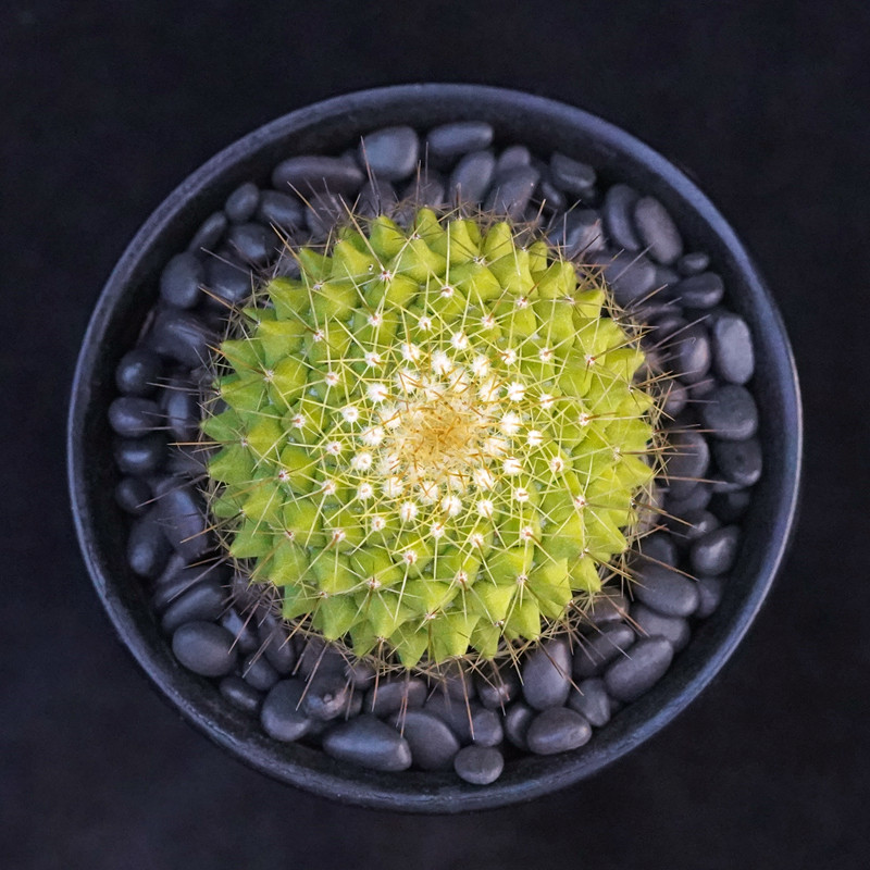 金洋丸实生仙人一物一拍乳突球属黄绿色多肉植物