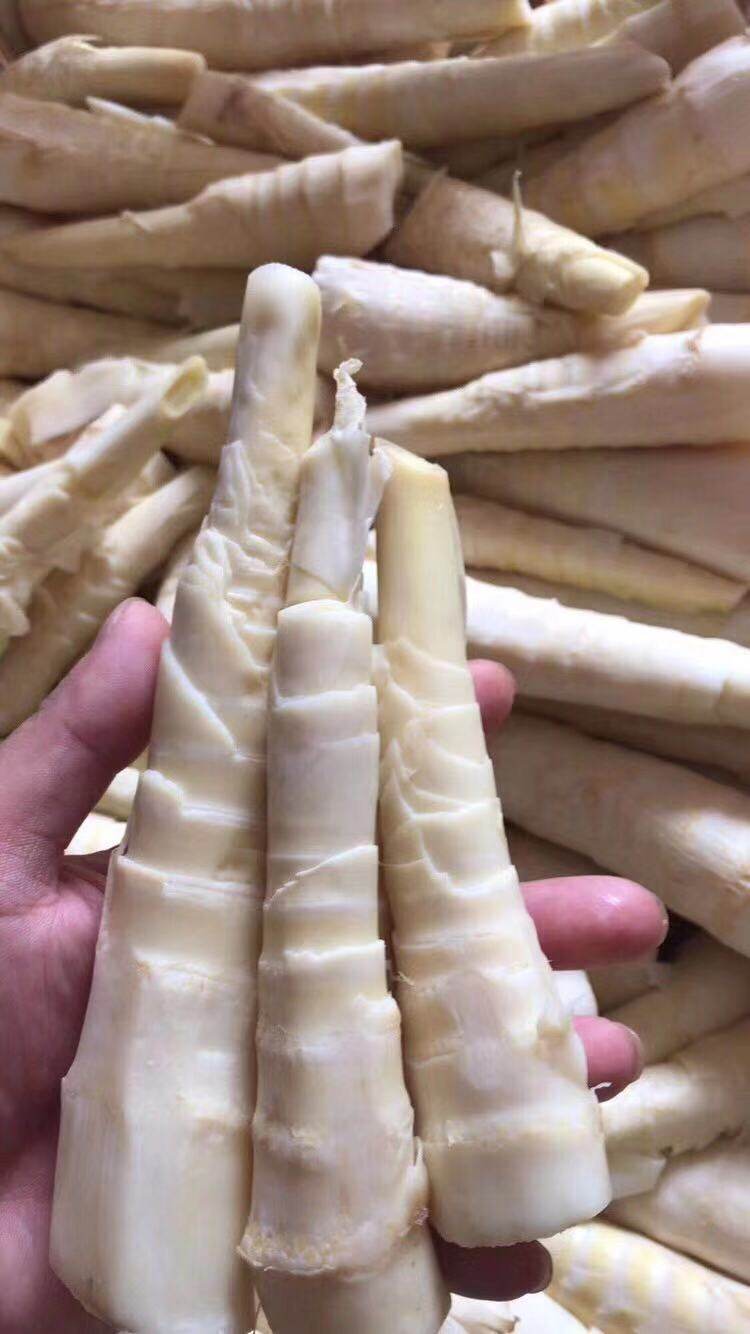 野生大埔清水苦笋甜笋新鲜装现挖甘竹笋梅州笋类制品