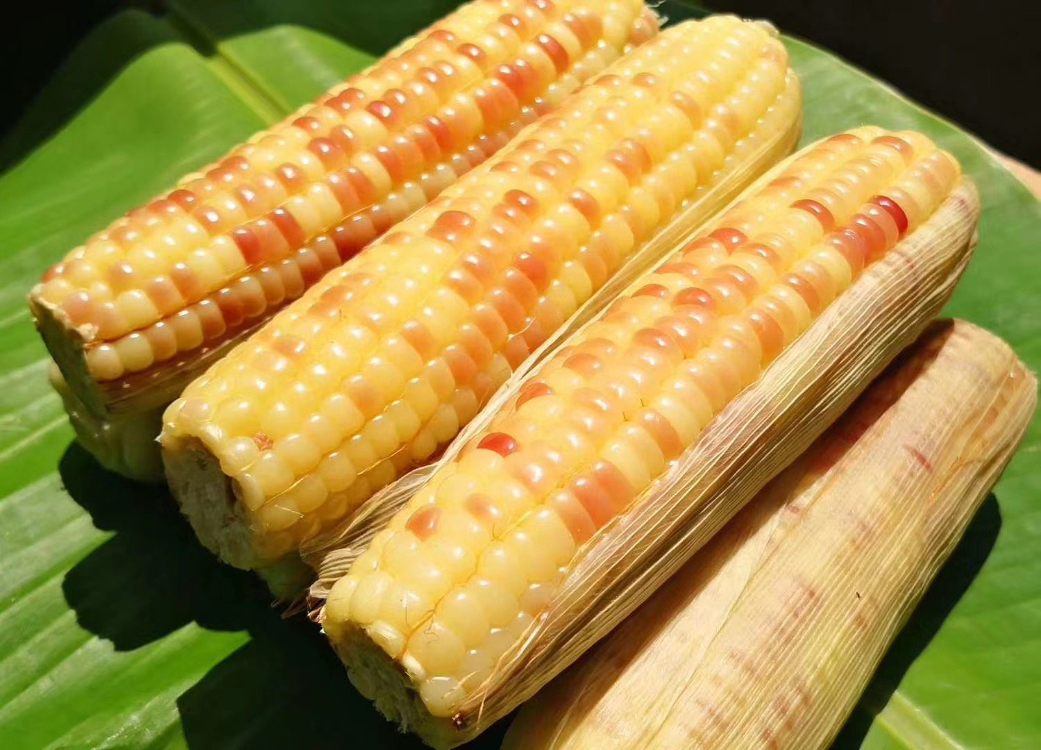 玉米糯玉米傣家甜糯玉米小包谷甜糯玉米苞谷孕妇包邮到家