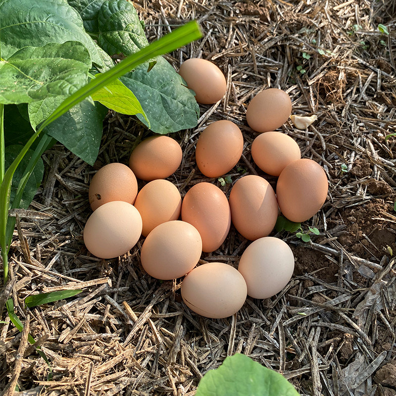 鸡蛋正宗土鸡农家散养新鲜农村自养野外跑山鸡蛋