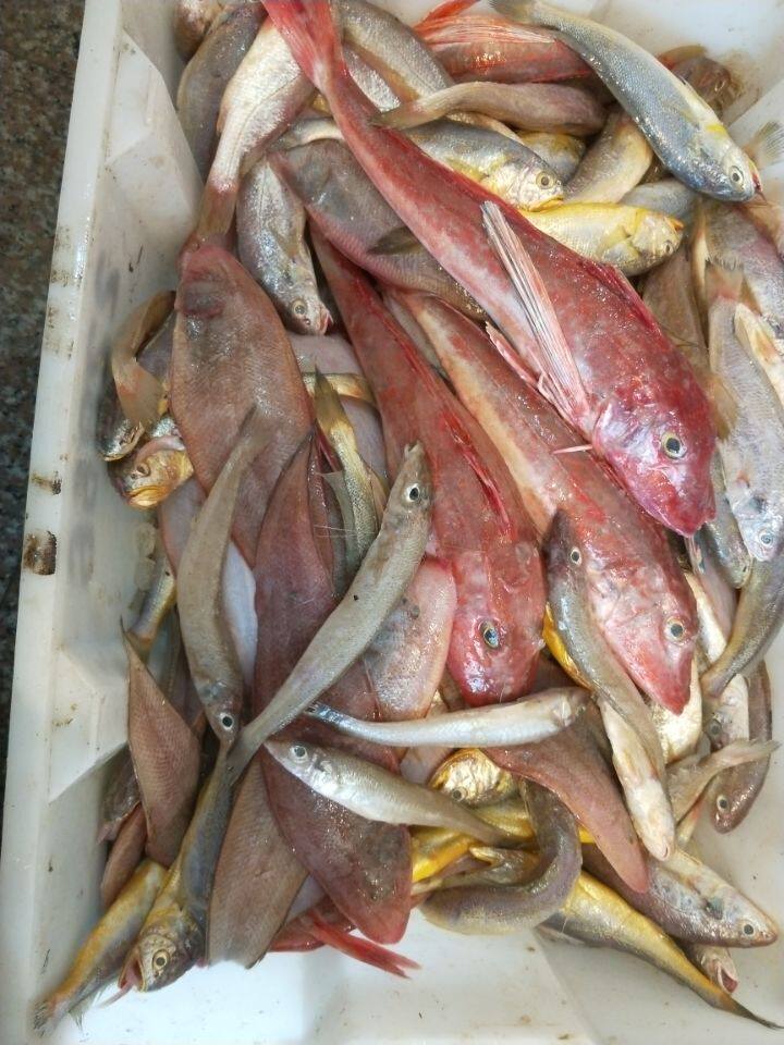 舟山新鲜海鲜鲜活水产深海捕捞杂拌鱼纯正野生鱼小海鱼2500g