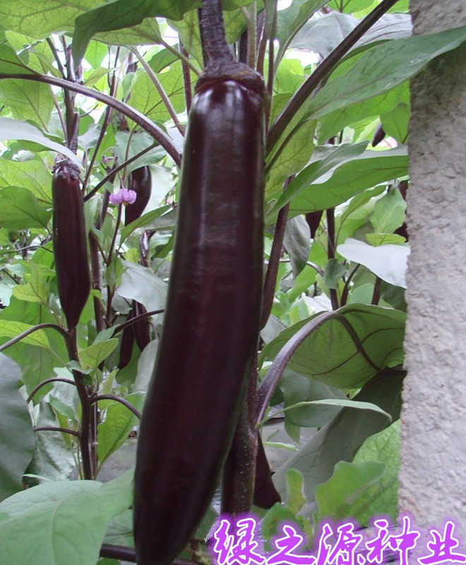 寿光蔬菜种子日本黑贵人长茄种子线茄子种子露天大棚四季种植盆栽