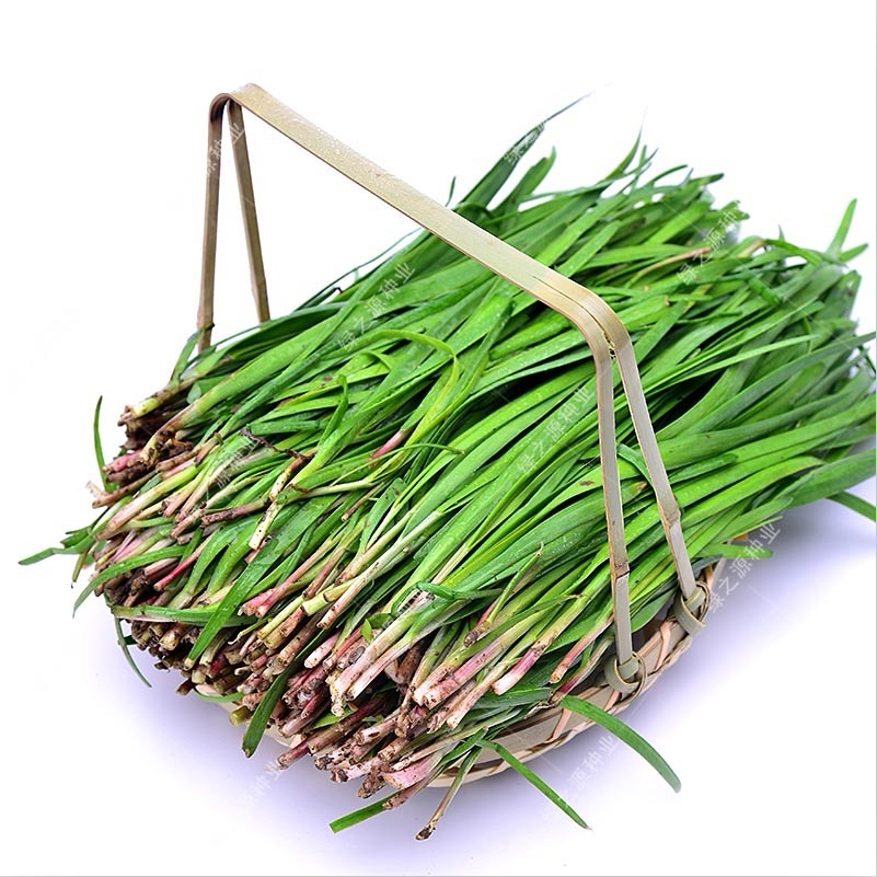 寿光独根红韭菜种子农家紫根红根韭菜籽多年生蔬菜种子四季种田园