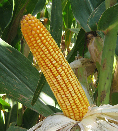 先玉335先锋 国审杂交玉米种子高产 大穗抗倒 春夏播大田散装一斤