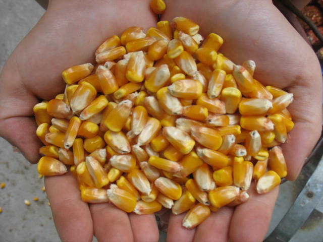 杂交玉米种子高产 金玉335 大田用种 国审抗病大穗 4400粒/袋