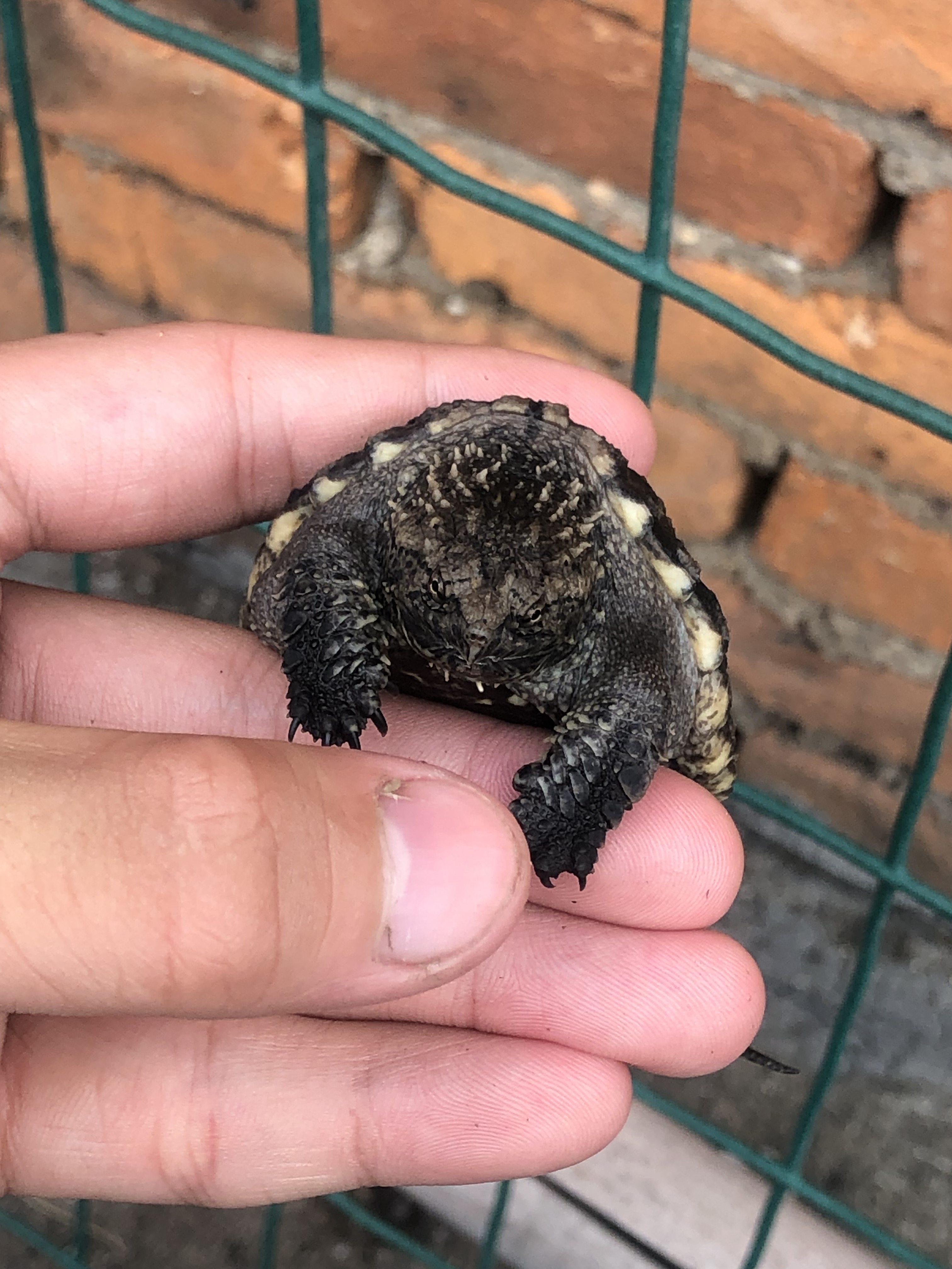 鳄龟龟苗原种纯佛大鳄龟爆鳄鱼小鳄龟佛观赏龟