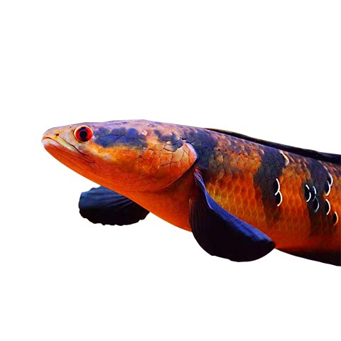 红帝龙鱼王雷中伽帝王大型凶猛好养雷龙蛇头鱼