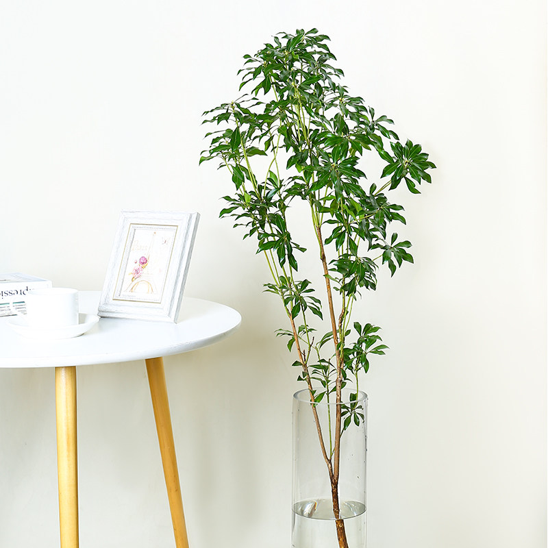 日本马醉木鲜切枝条真花绿叶植物水养水培树枝鲜花速递(同城)