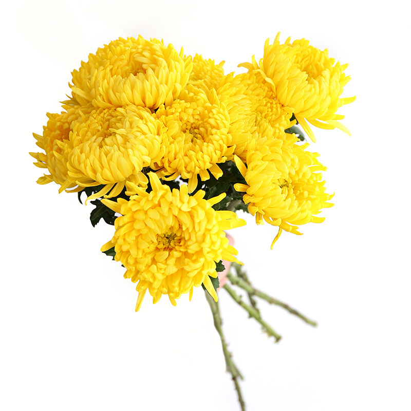 清明节祭祀菊花鲜花花黄白菊大朵直批云南基地鲜花速递同城