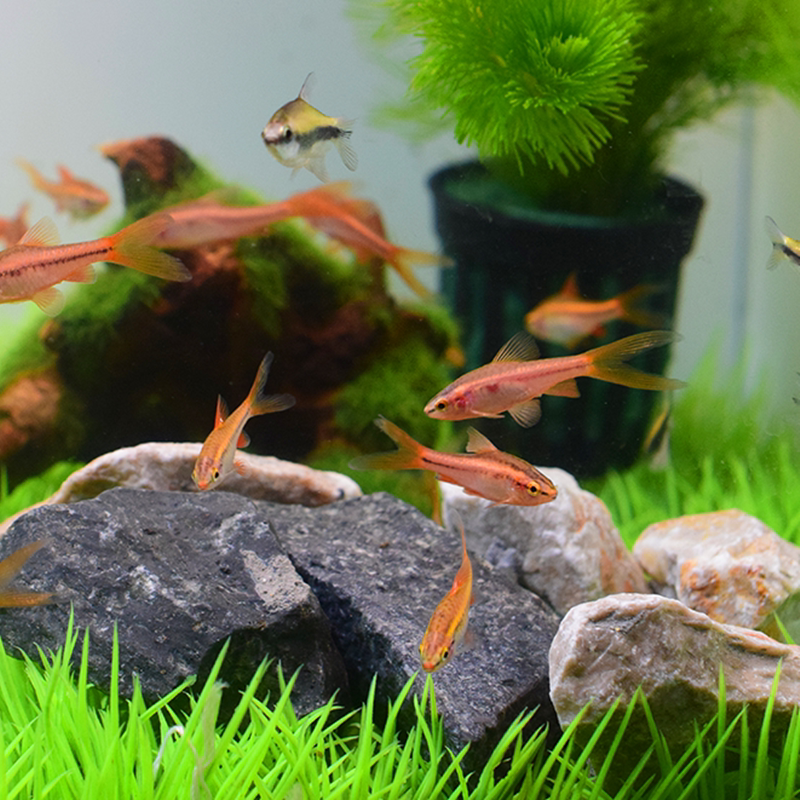 樱桃灯鱼长尾红玫瑰中层草缸小型活体淡水热带鱼鱼