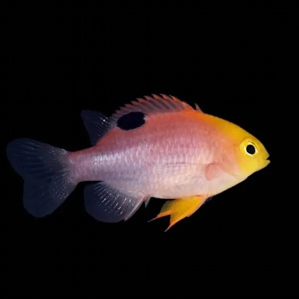 黄尾蓝魔青魔四间雀三点白太阳魔海水鱼活体新手海缸闯缸鱼