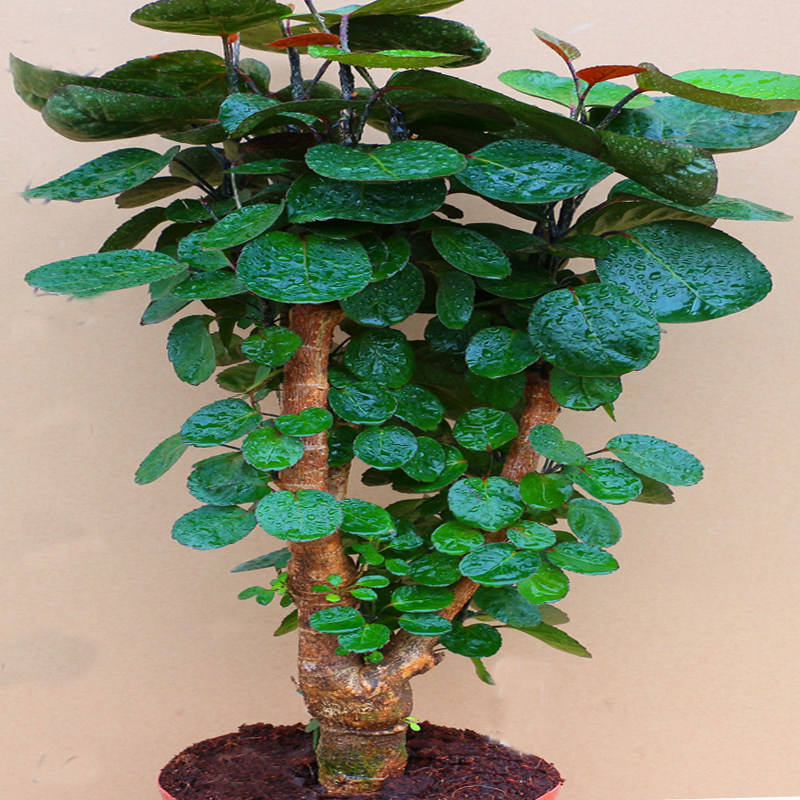 金钱兜圆叶福禄盆栽庭院风景树发发财树四季常青绿植