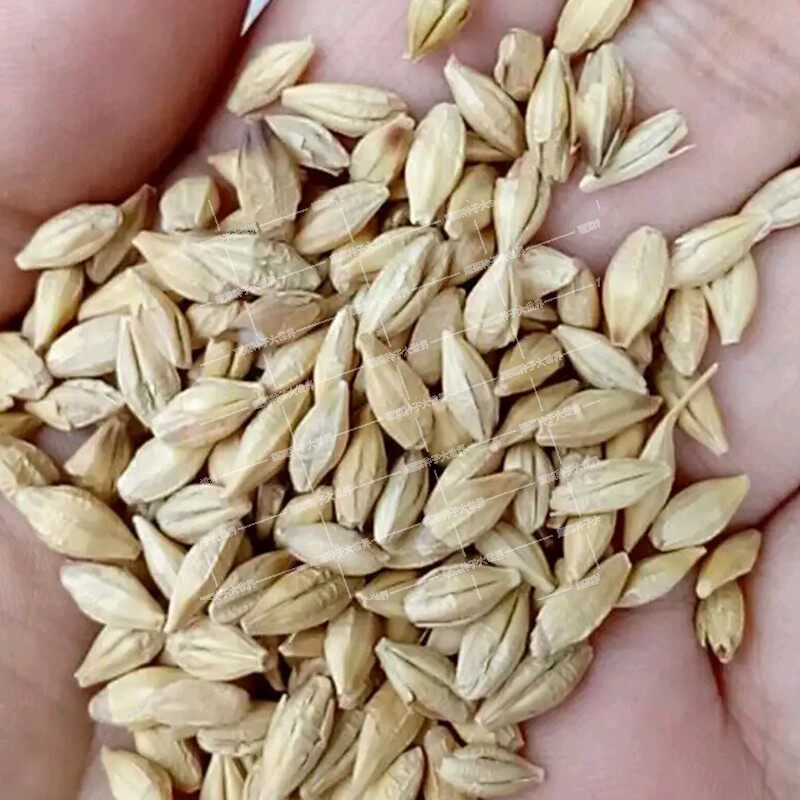 优质大麦籽 新大麦草种子粮食种籽麦子籽 大田高产抗倒伏耐旱