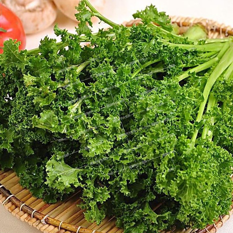 种籽优创花叶苔菜菜心鸡冠菜菜耐寒寒冬性强家庭园艺种子