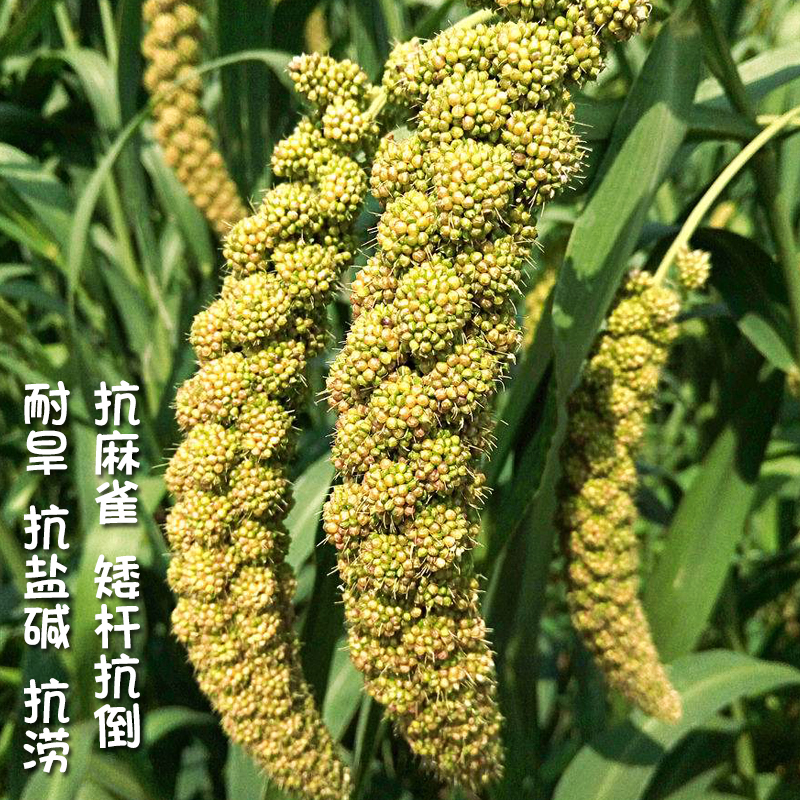 种子谷子邯杂三号杂粮优质小米糯米狗尾家庭园艺种子