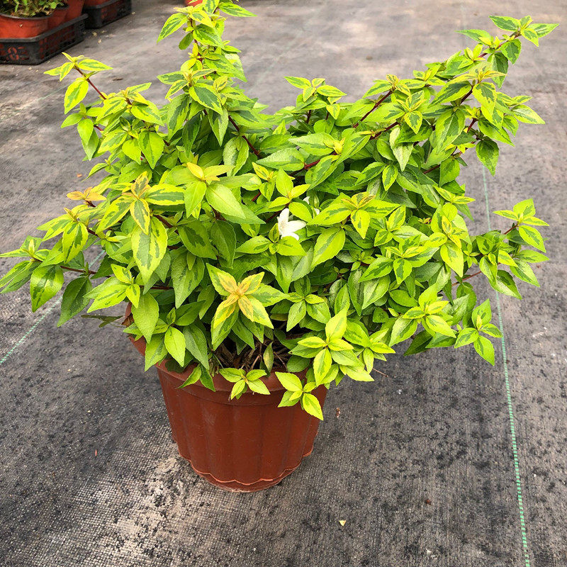 六道木金叶常青花卉木本多年生寒耐耐寒耐热叶耐热时令草本花卉