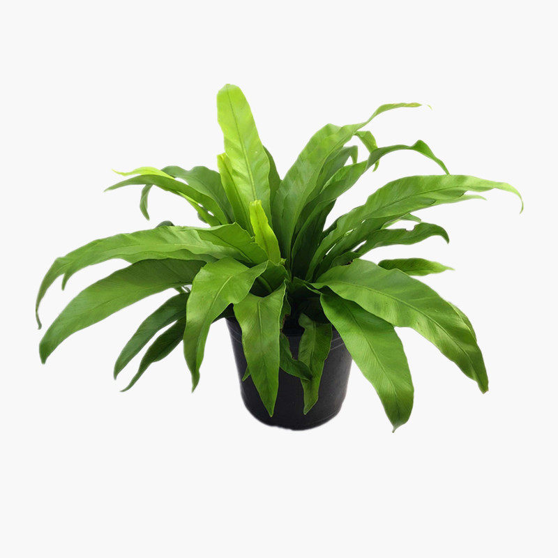 宽叶鸟巢盆栽室内办公办公桌桌面耐养四季常青绿植
