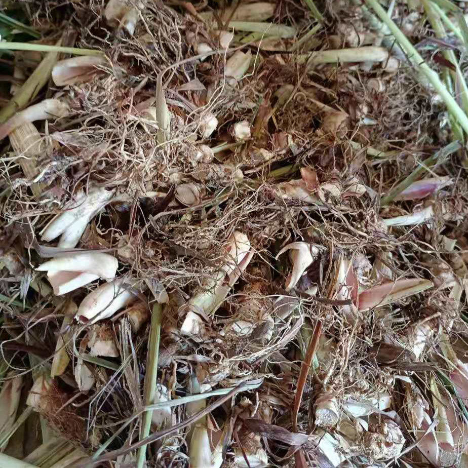 香茅自家基地直销产地农产品新鲜食用香茅根柠檬其它