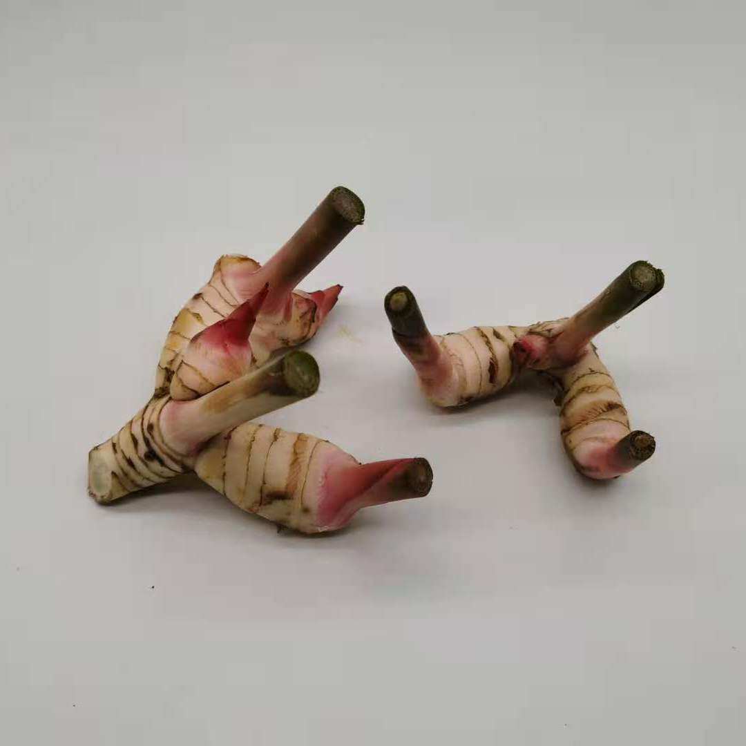 新鲜白南姜galangal高良姜泰国泰式冬阴功汤火锅锅底生姜