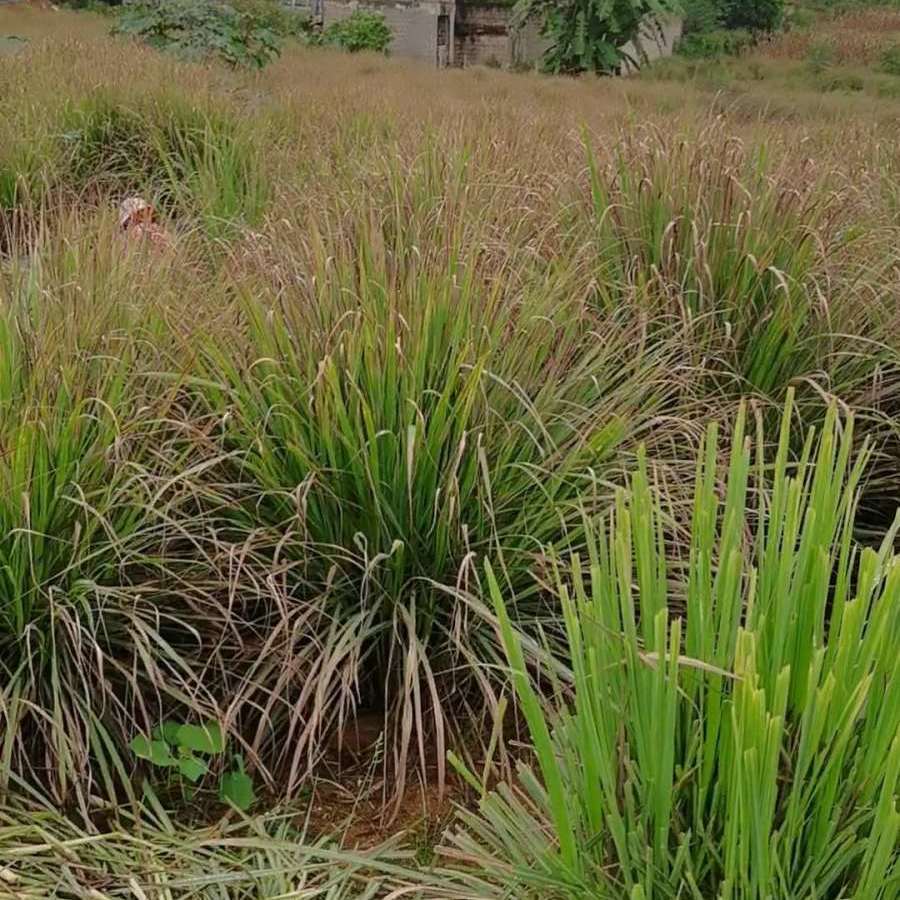 新鲜柠檬茅草叶子烤鸡烤鱼炒螺泡茶卤料冬阴其它