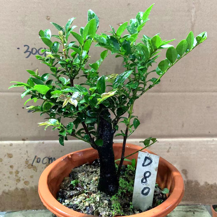 名贵小叶檀香紫檀檀树骨茶檀木盆景树桩植物绿植