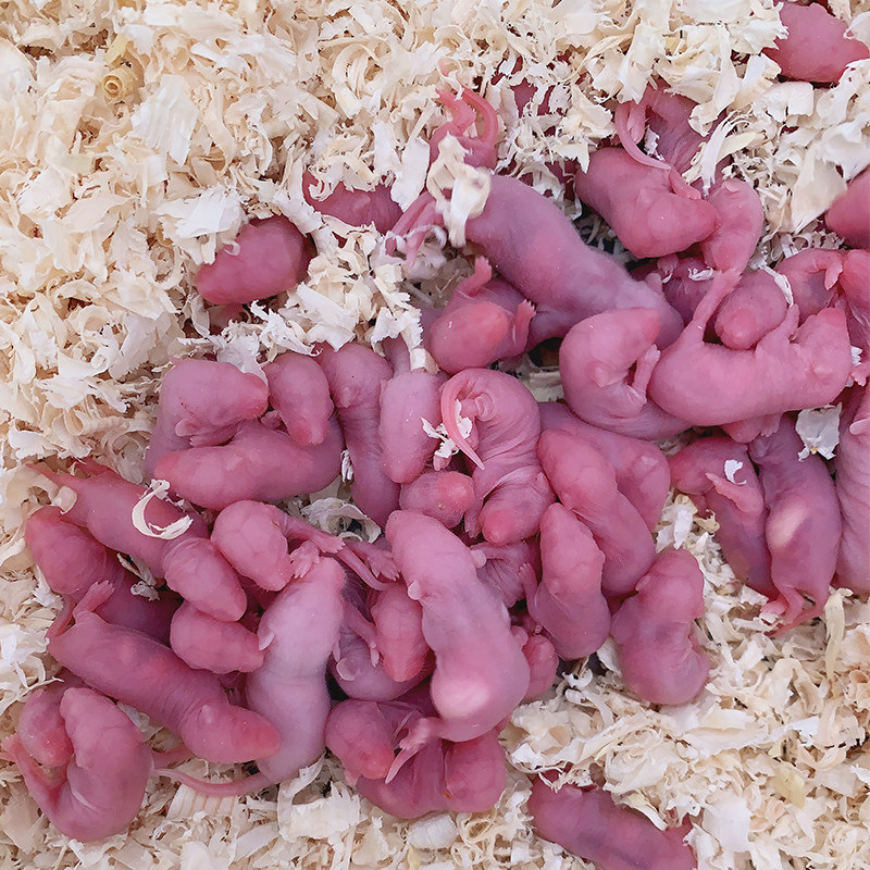冰冻乳鼠红皮白霜小白鼠成体亚成饲料蛇鬃蜥蜴爬虫