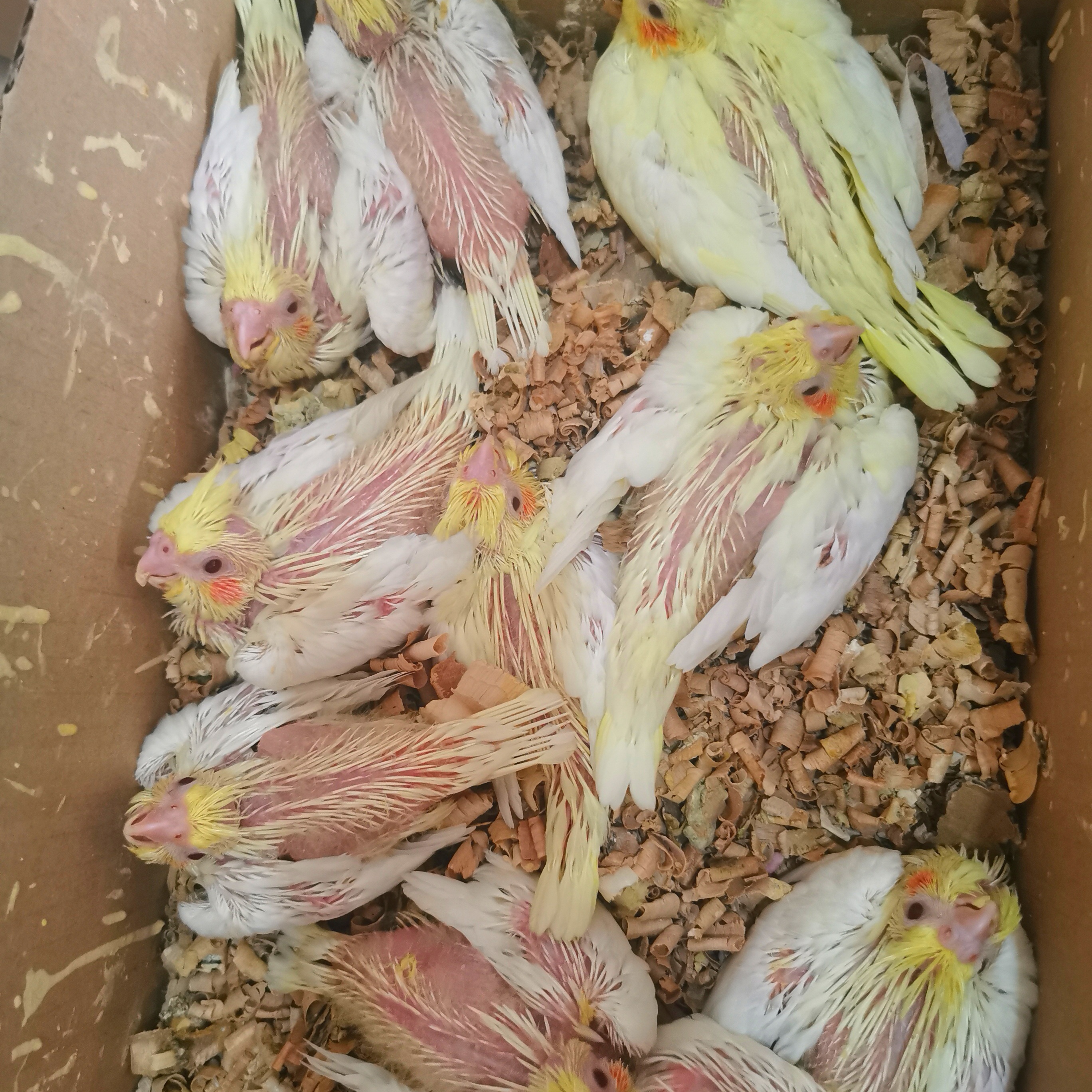 玄凤鹦鹉宠物黄化情侣幼鸟手养雏鸟活鸟粮活物说话一对可繁殖下蛋