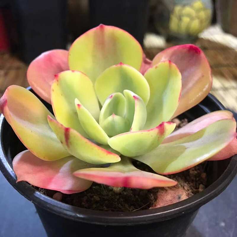 稀有夕阳牡丹锦多植物盆栽银波彩色状态好肉多肉植物