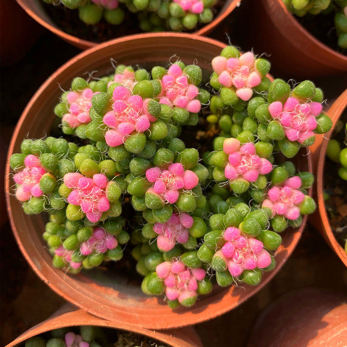 彩色茶笠多头稀有有小货多植物盆栽办公室桌面多肉植物