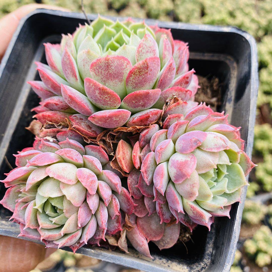 朱砂痣多植物盆栽西府海棠海棠花花卉绿植多头多肉植物