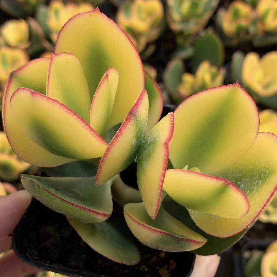 花月黄金植物防辐射花卉绿植玉树盆栽锦多黄金花多肉植物