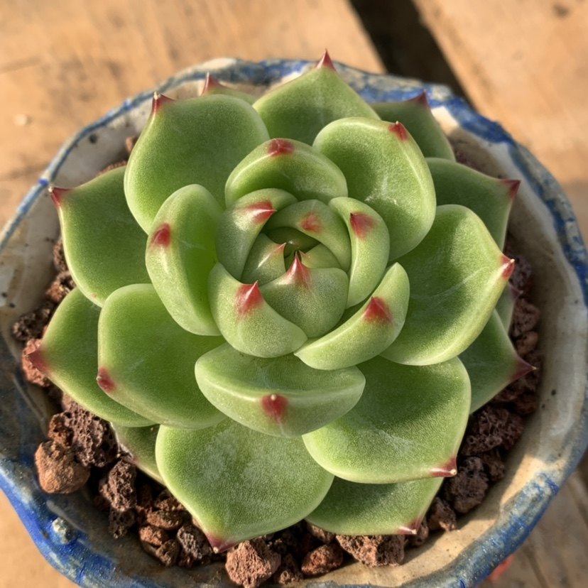 超级蓝龙正版韩国货多植物盆栽办公办公室室内多肉植物