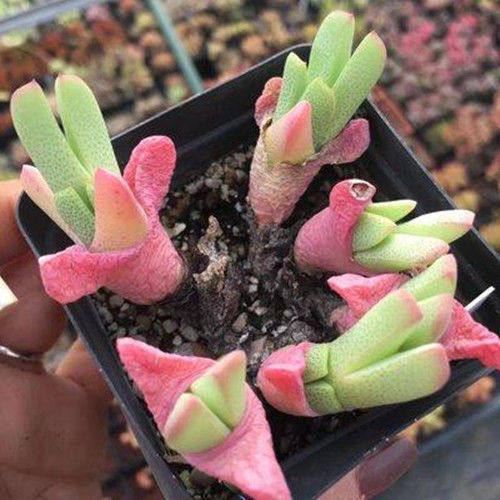 钳子虾钳蟹钳多肉植物盆栽番杏科肉锥少将大枪多肉植物