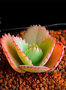 落地生根多肉植物盆栽蕾丝公主绿植