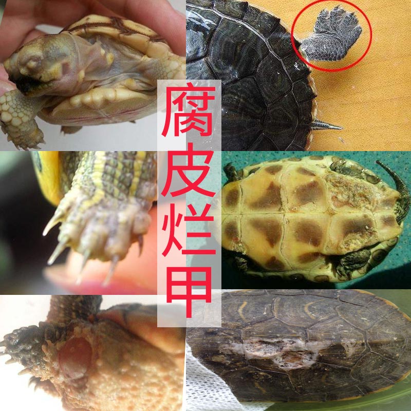乌龟腐皮腐甲药烂甲药治疗烂皮外伤疥疮白点其他益生菌
