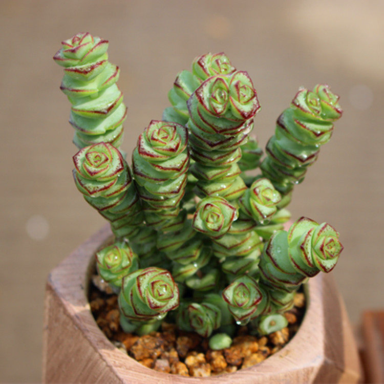 多肉 钱串 多肉植物 办公室内绿植花卉盆栽 自家大棚出货 好多肉