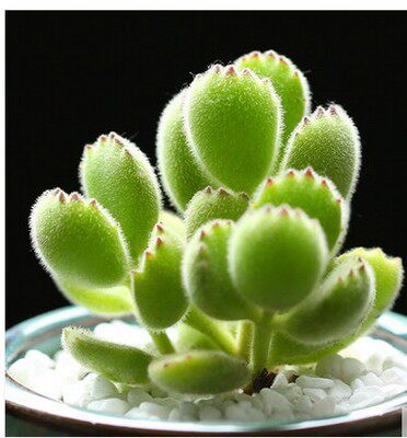 多肉胖桃熊童子童子白牡丹玉坠组合植物新手入门多款多肉植物