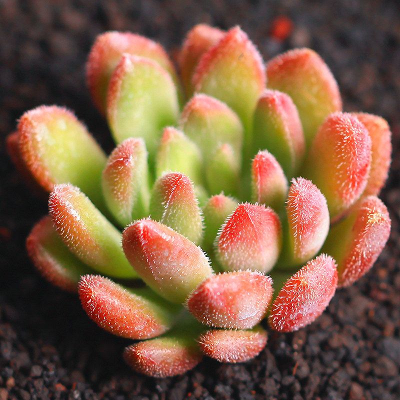 多肉红唇植物奇趣花卉好多多肉植物