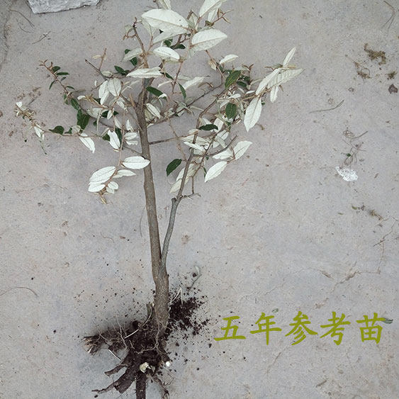 羊奶果苗庭院观赏植物园林绿化盆景盆栽果树果树