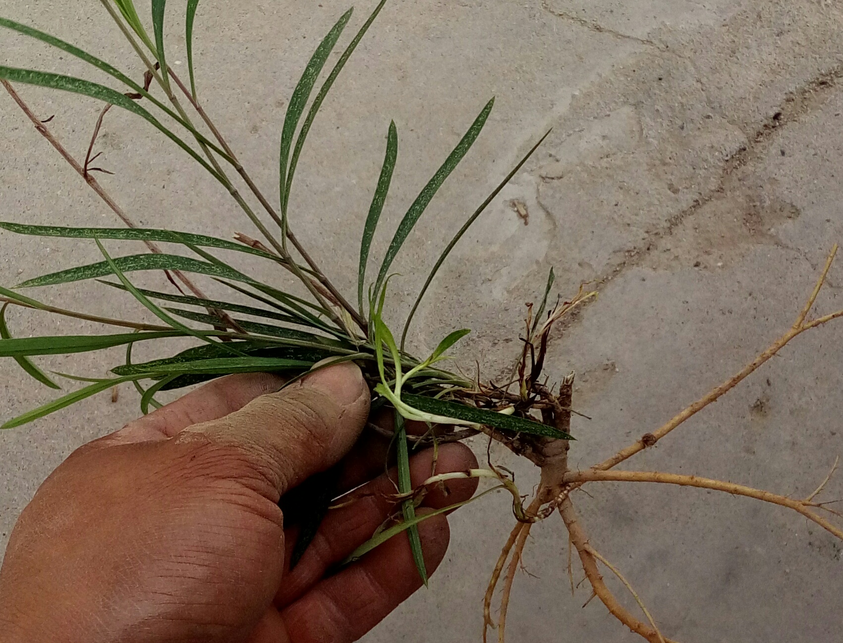 柴胡中草药材山西条纯野生根统根特价一斤包邮其他药食同源食品