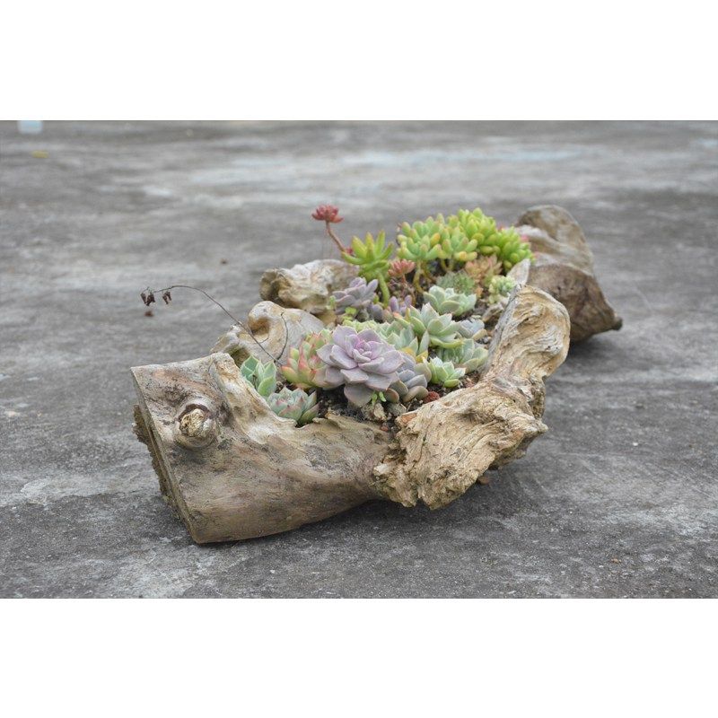 花盆多肉自然原木木质树桩枯木朽木石斛田园花盆