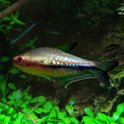 彩虹帝王血心大帆宠物小型鱼