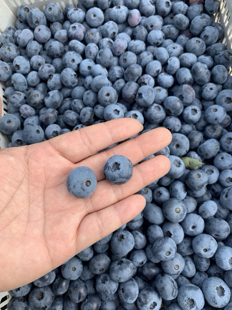 蓝莓东北黑龙江伊春护眼鲜果2021年头顺丰发货蓝莓