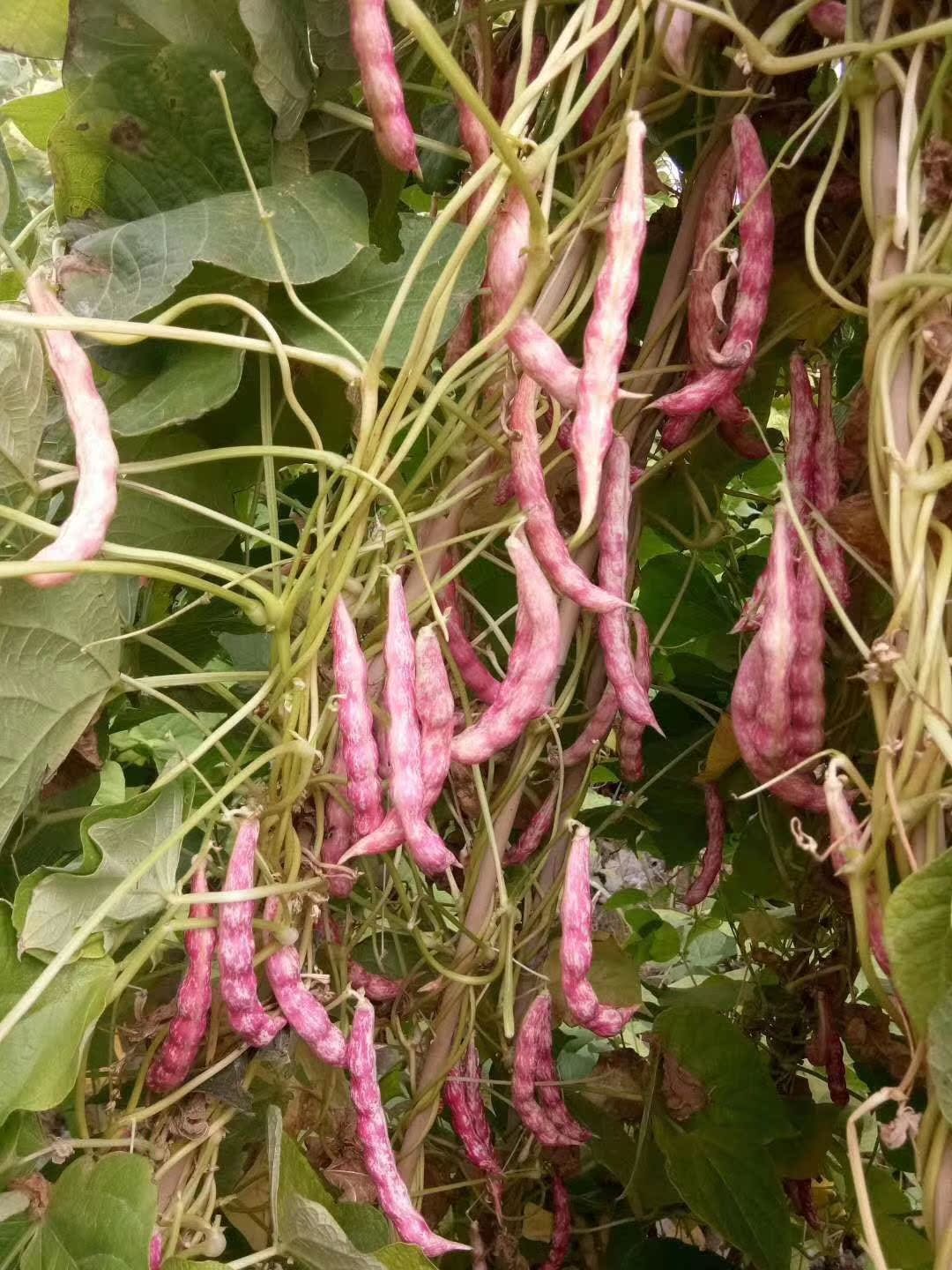 豆角种子东北特产籽新红金钩油豆种架豆鼓豆家庭园艺种子