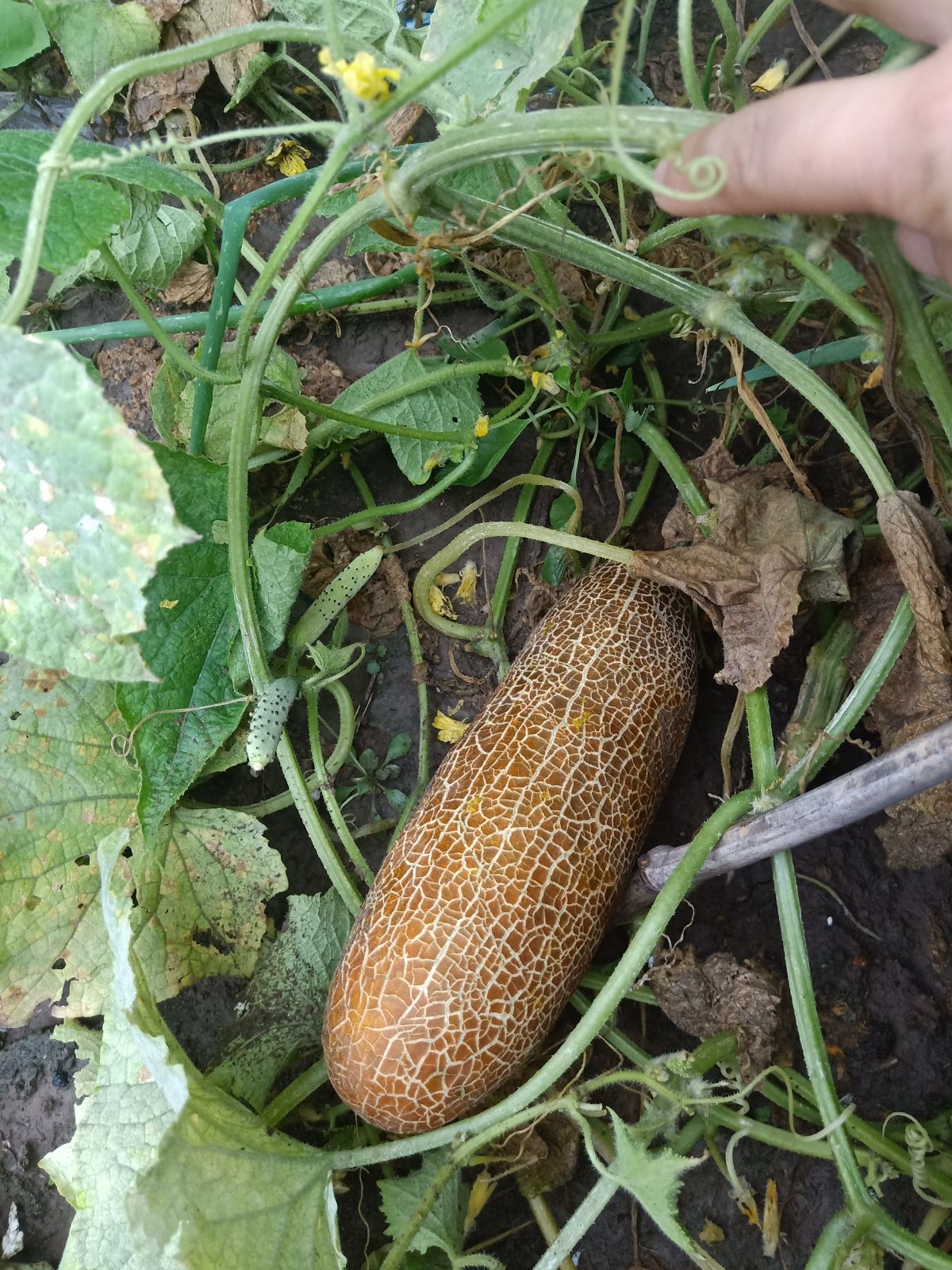 21年500g籽包瓜生黄瓜生老旱瓜子黄瓜子补钙黄瓜家庭园艺种子