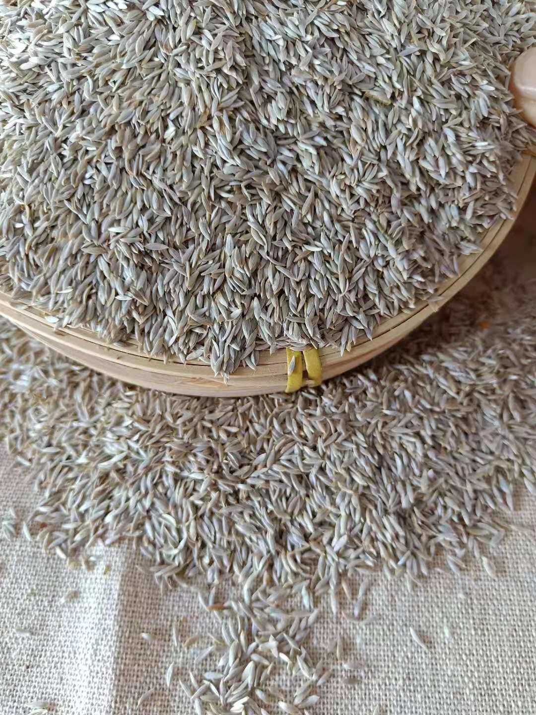 优质药用黄瓜籽散黄瓜种子老旱黄瓜健骨补钙搭配生菜籽黑芝麻食用